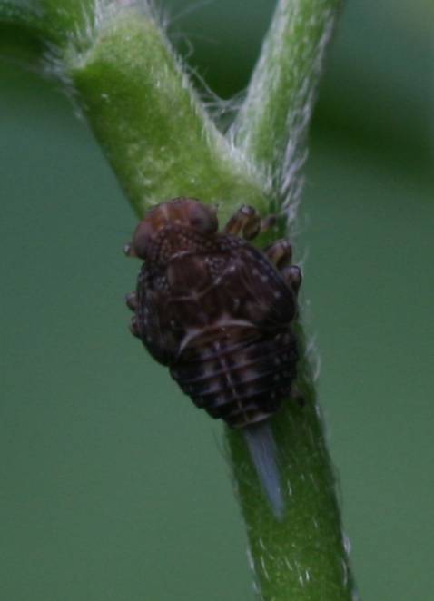 Omottero giovanissimo (Issidae)